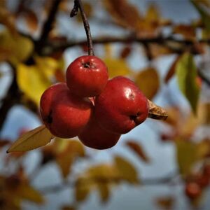 Malus 'Evereste' 250-300 cm